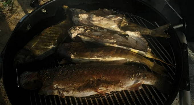 Terpug auf dem Grill auf dem Grill